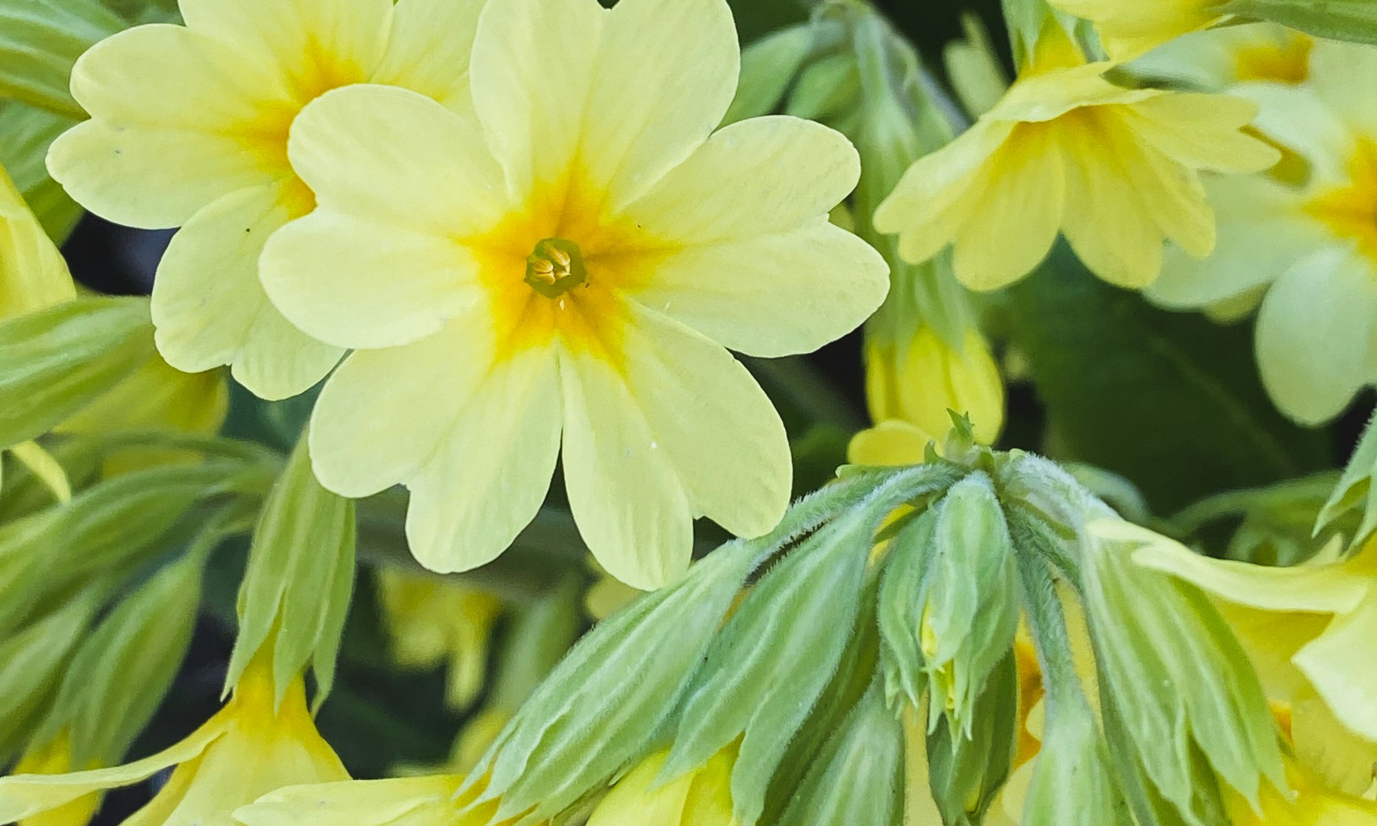 Primrose